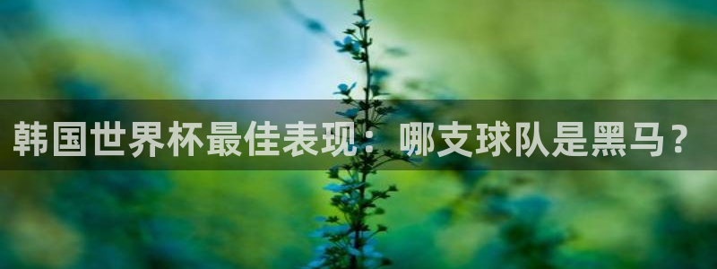 世界杯足球：韩国世界杯最佳表现：哪支球队是黑马？